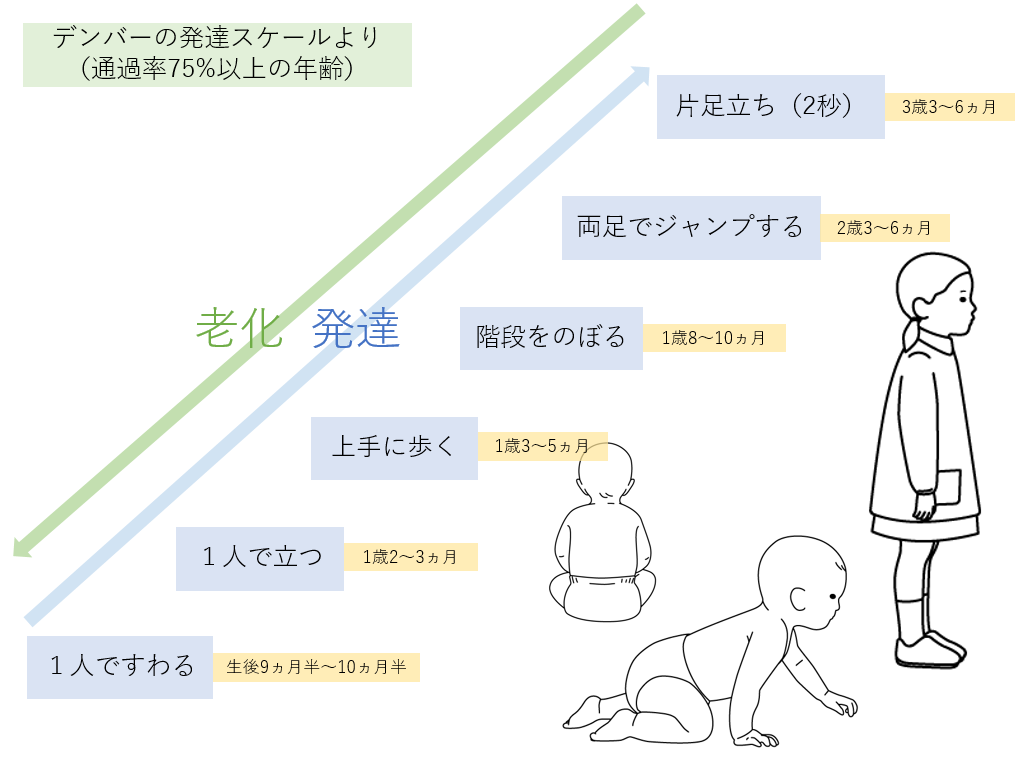 “転倒“にも関連する発達段階・老化