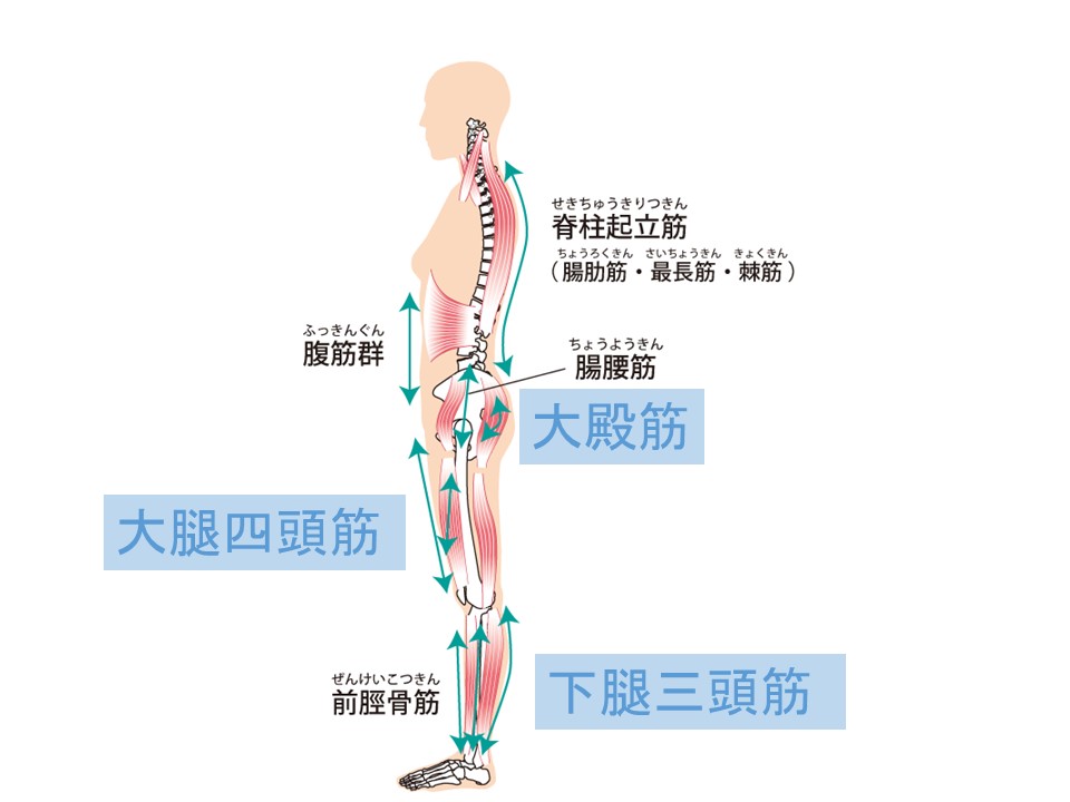 筋肉説明