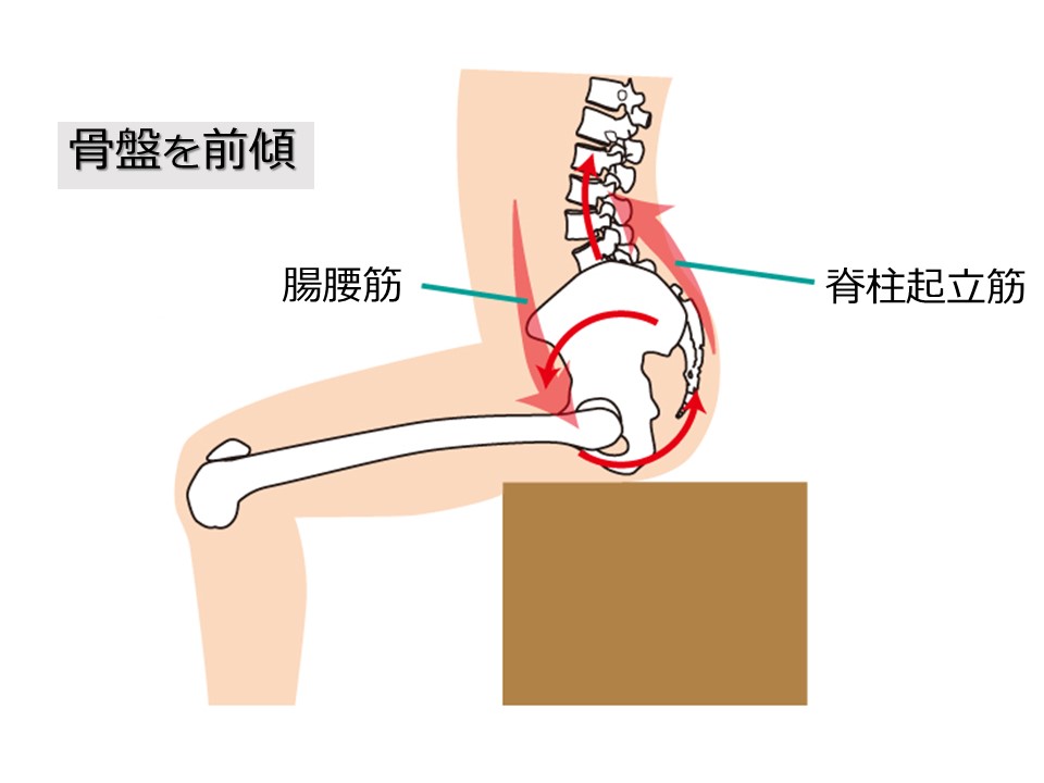 骨盤イラスト