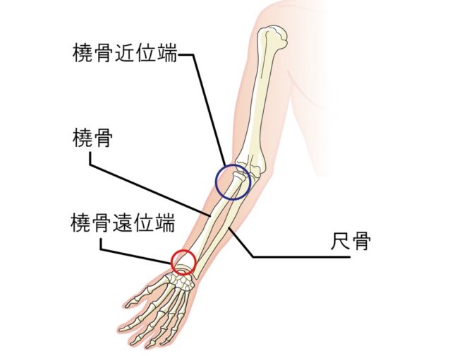 前腕の骨