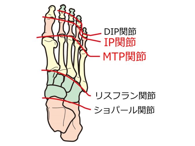 足部の関節説明