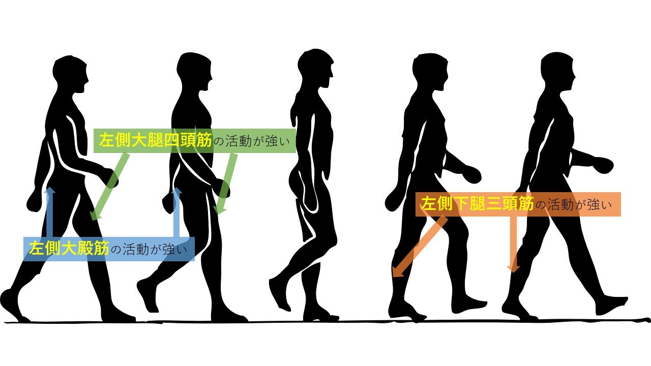 歩行周期で活動する主な筋肉“転倒“との関わりがある主要な3つ